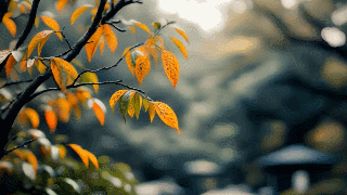 08.gif 08.gif